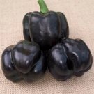 Pepper Purple Beauty 500 seeds