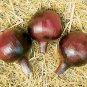 Onion Redwing 500 seeds