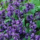 Nepeta subsessilis Blue Dreams 250 seeds