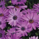 Osteospermum Asti Lavender 100 seeds