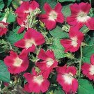 Morning Glory Split Personality 100 seeds