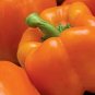 Pepper Orange Sun 250 seeds