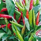 Pepper Hot Thai Dragon 100 seeds