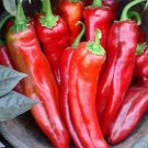 Pepper Mama Mia Rosso 250 seeds