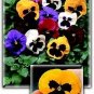 Pansy Colossus Blotch Mix 250 seeds