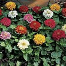 Zinnia Peter Pan Mix 100 seeds