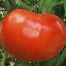 Tomato Supersteak Plus 250 seeds
