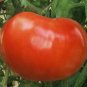 Tomato Supersteak Plus 250 seeds