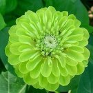 Zinnia Gigantica Lime 1,000 seeds