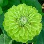 Zinnia Gigantica Lime 1,000 seeds