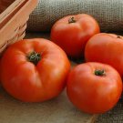Tomato Primo Red 100 seeds