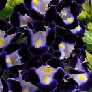 Torenia Kauai Deep Blue 250 seeds