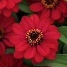 Zinnia Zahara Raspberry 250 seeds