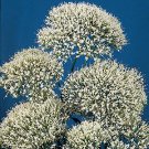 Trachelium caeruleum Umbrella White 2,500 seeds