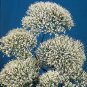Trachelium caeruleum Umbrella White 2,500 seeds