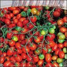Tomato Cherry Roma 250 seeds