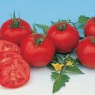 Tomato Moskvich 250 seeds