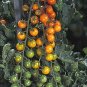 Tomato Sunsugar 250 seeds