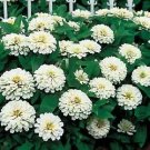 Zinnia Benary Giant White 250 seeds