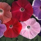 Morning Glory Morning Call Mix 100 seeds