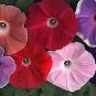 Morning Glory Morning Call Mix 100 seeds