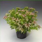 Sedum pulchellum Sea Stars 500 seeds