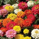 Zinnia Gigantica Mix 1,000 seeds