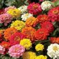 Zinnia Gigantica Mix 1,000 seeds