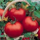 Tomato Cal Ace VF 250 seeds