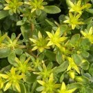Sedum Czars Gold 1,000 seeds