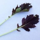Mustard Mizuna Red 500 seeds