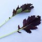 Mustard Mizuna Red 500 seeds