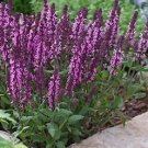 Salvia (Sage) nemorosa New Dimension Rose 250 seeds