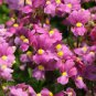 Nemesia Poetry Deep Pink 250 seeds