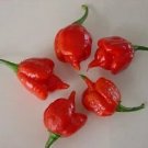 Pepper Hot Trinidad Scorpion 100 seeds