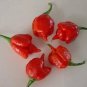 Pepper Hot Trinidad Scorpion 100 seeds