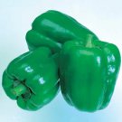 Pepper New Ace 250 seeds