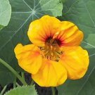 Nasturtium Golden King 100 seeds