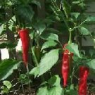 Pepper Hot Guajillo 250 seeds