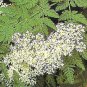 Myrrhis odorata 100 seeds