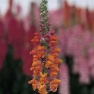 Snapdragon Chantilly Deep Orange 500 seeds