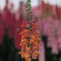 Snapdragon Chantilly Deep Orange 500 seeds