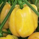 Pepper Cal Wonder Golden 250 seeds