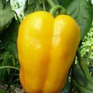 Pepper Quadrato D'Asti Giallo 250 seeds