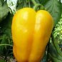 Pepper Quadrato D'Asti Giallo 250 seeds
