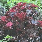 Heuchera macrantha Palace Purple Select PL 1,000 seeds