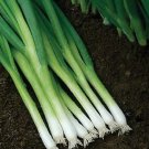 Onion Scallion Evergreen Hardy White 2,500 seeds