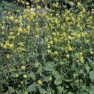 Mustard Mustard Black 1,000 seeds