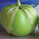 Tomato Tomatillo Gigante 250 seeds
