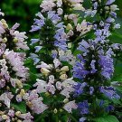 Nepeta subsessilis Grandview 500 seeds